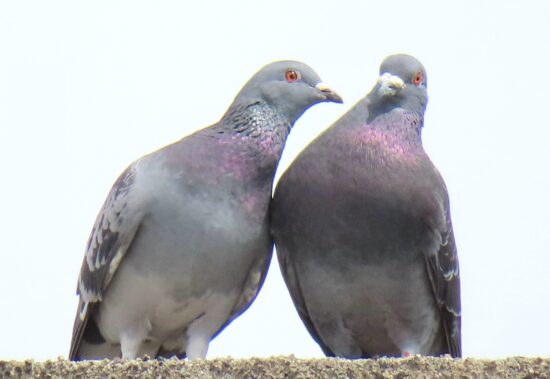 ベランダに鳩が来ないようにするには Diyで出来たハト撃退法まとめ セカドリ